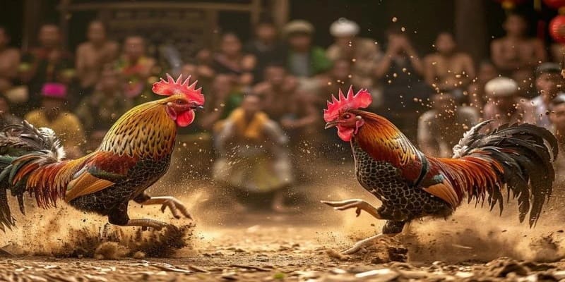 Đá gà 3D - Trò chơi gay cấn, hấp dẫn tại TX88